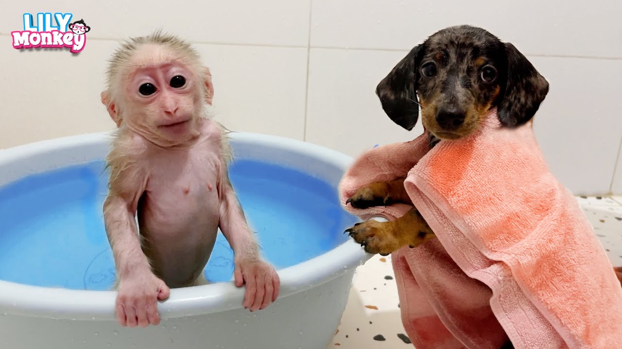 Dad takes care of Monkey Lily and puppy SaSa