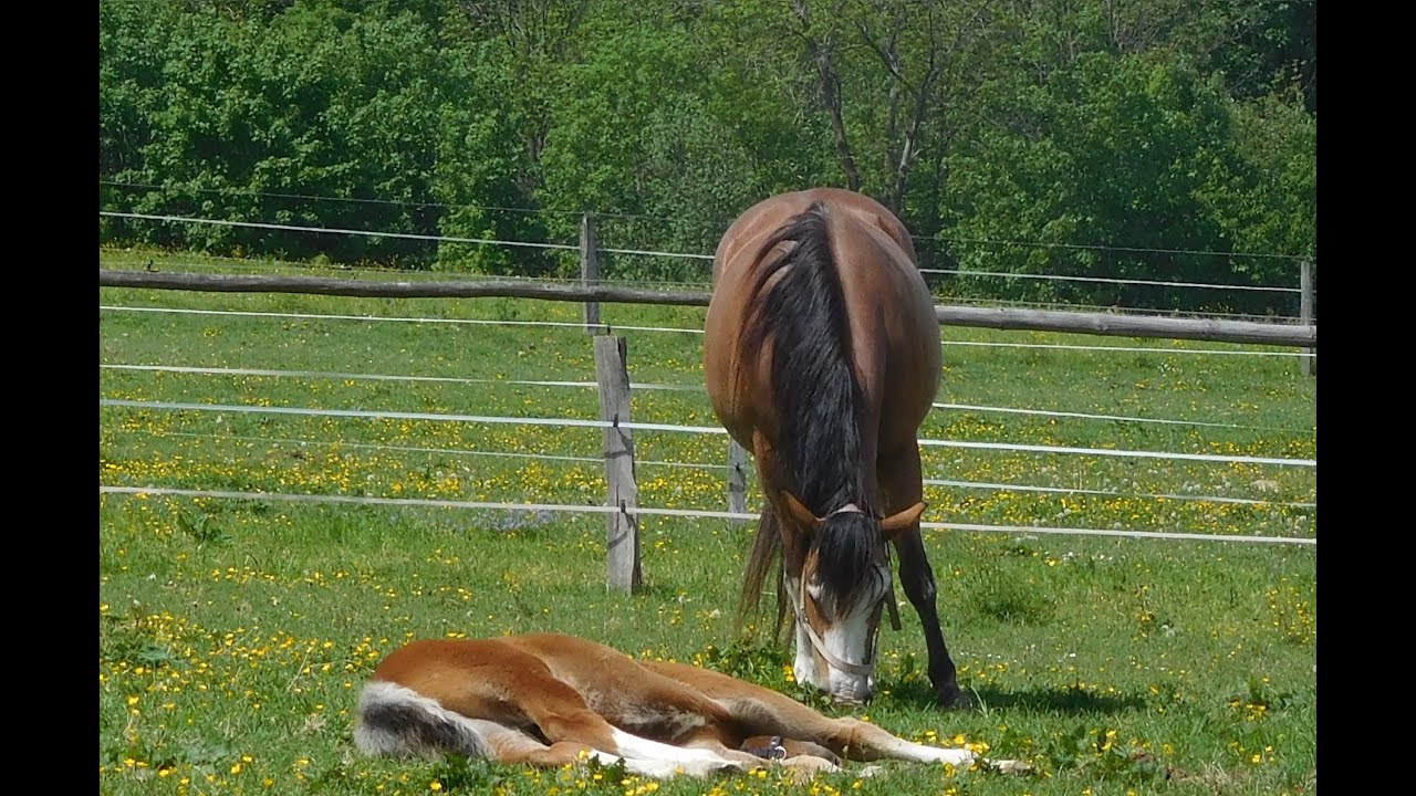 🎶 Beskydský song – Na Karpentne zdechnul kuň 🐎