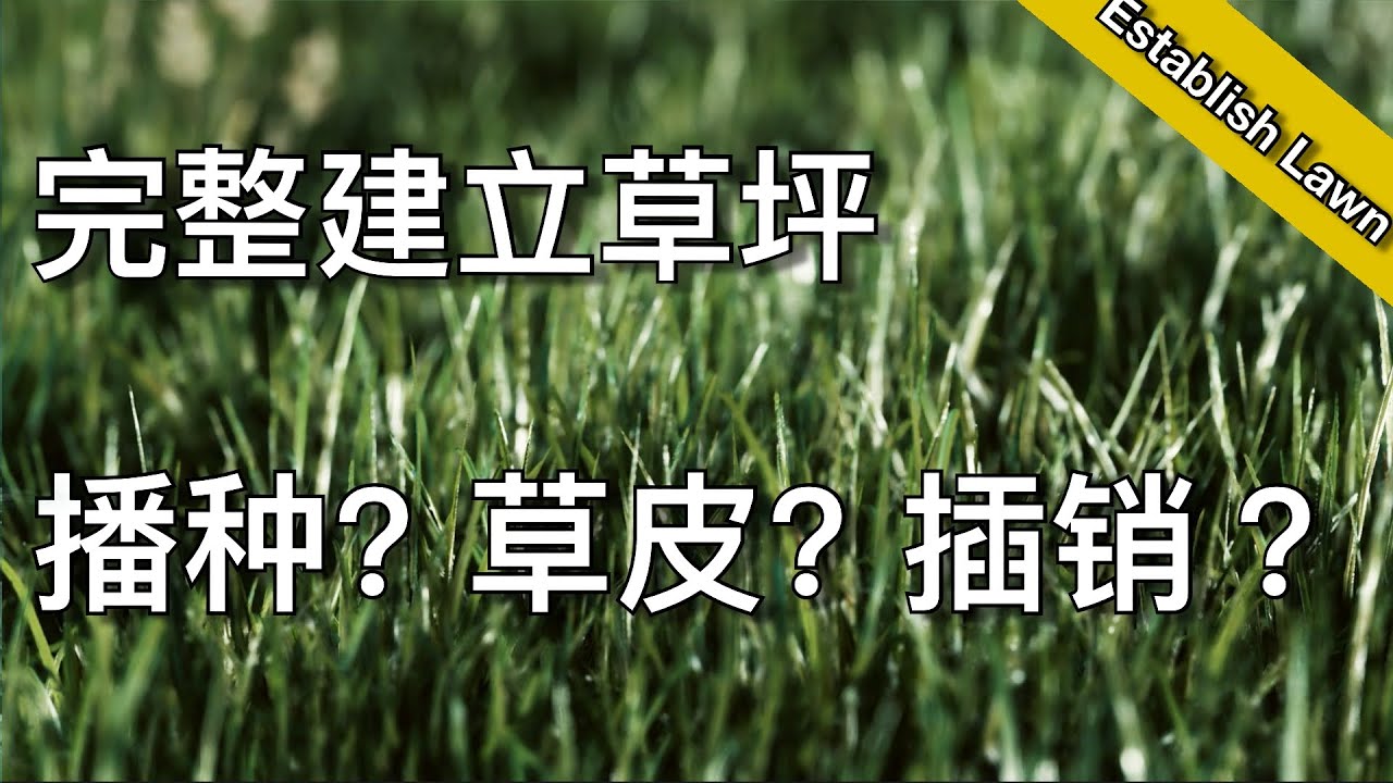 如何从零建立草坪 - 播种，草皮，还是插销补草 - how to establish a new lawn | 尅尅&凯西的后花园