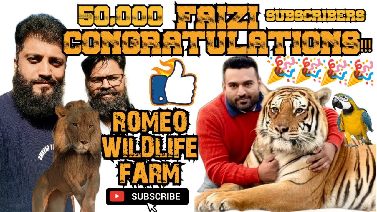 FAIZI Wildlife Farm 50,000 SUBSCRIBERS🩷 Complete | Congratulations Faizi Team🦁 | Romeo Lion Attack😱
