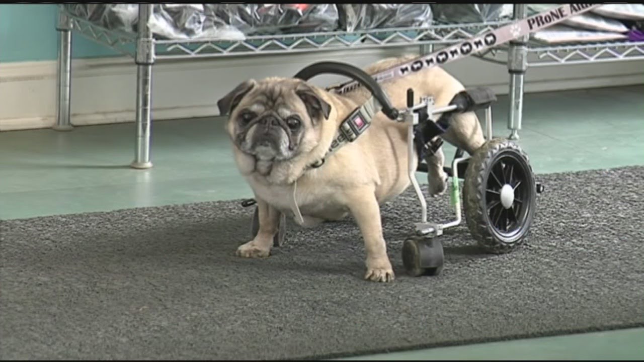 Tens of thousands of disabled animals are able to move freely again thanks to a family business in F