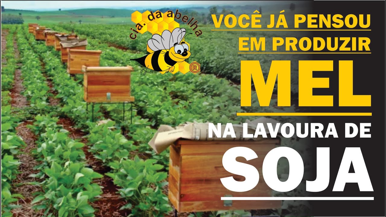 VOCÊ JA PENSOU EM PRODUZIR MEL NA LAVOURA DE SOJA?
