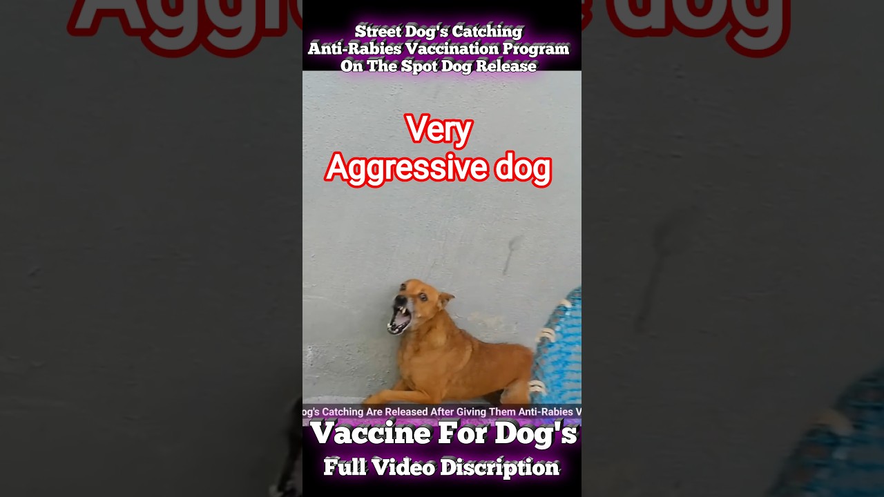 Aggressive Dog Catch Gojo With VACCINATION 