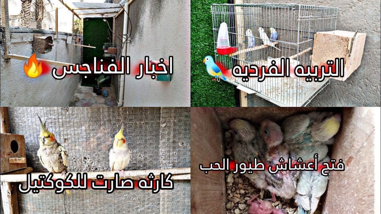 فتح أعشاش طيور الحب 🔥🤫كارثه بقفص الكوكتيل 💔😞التربيه الفرديه لطيور البادجي ؟!