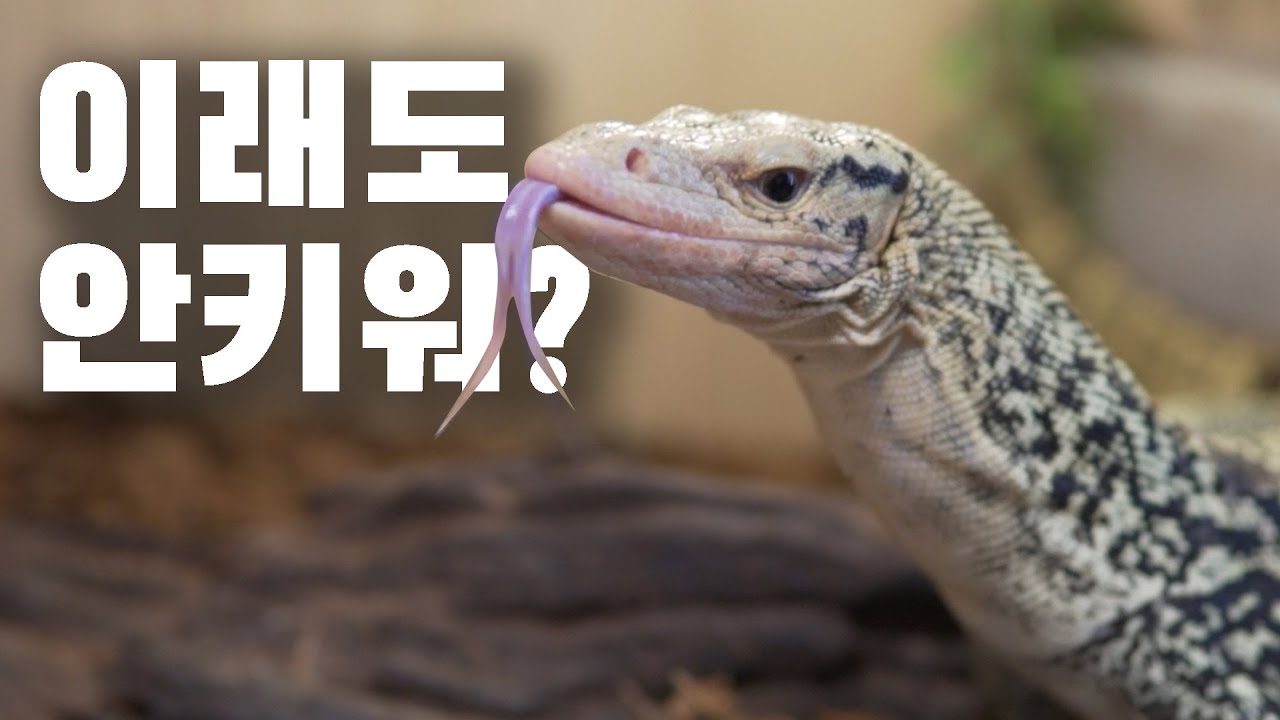 퀸스 모니터에 대한 모든것! 퀸스 사육방법