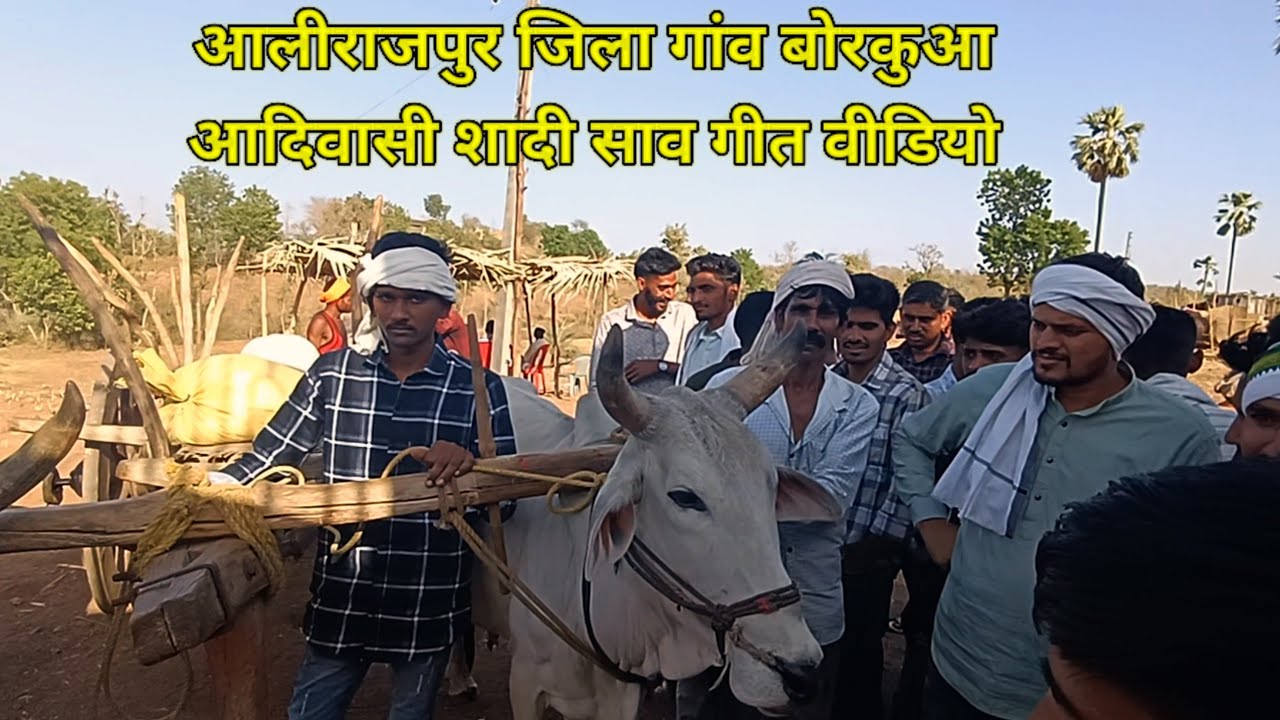 आलीराजपुर जिला गांव बोरकुआ आदिवासी शादी साव गीत वीडियो || शादी गीत वीडियो || आदिवासी