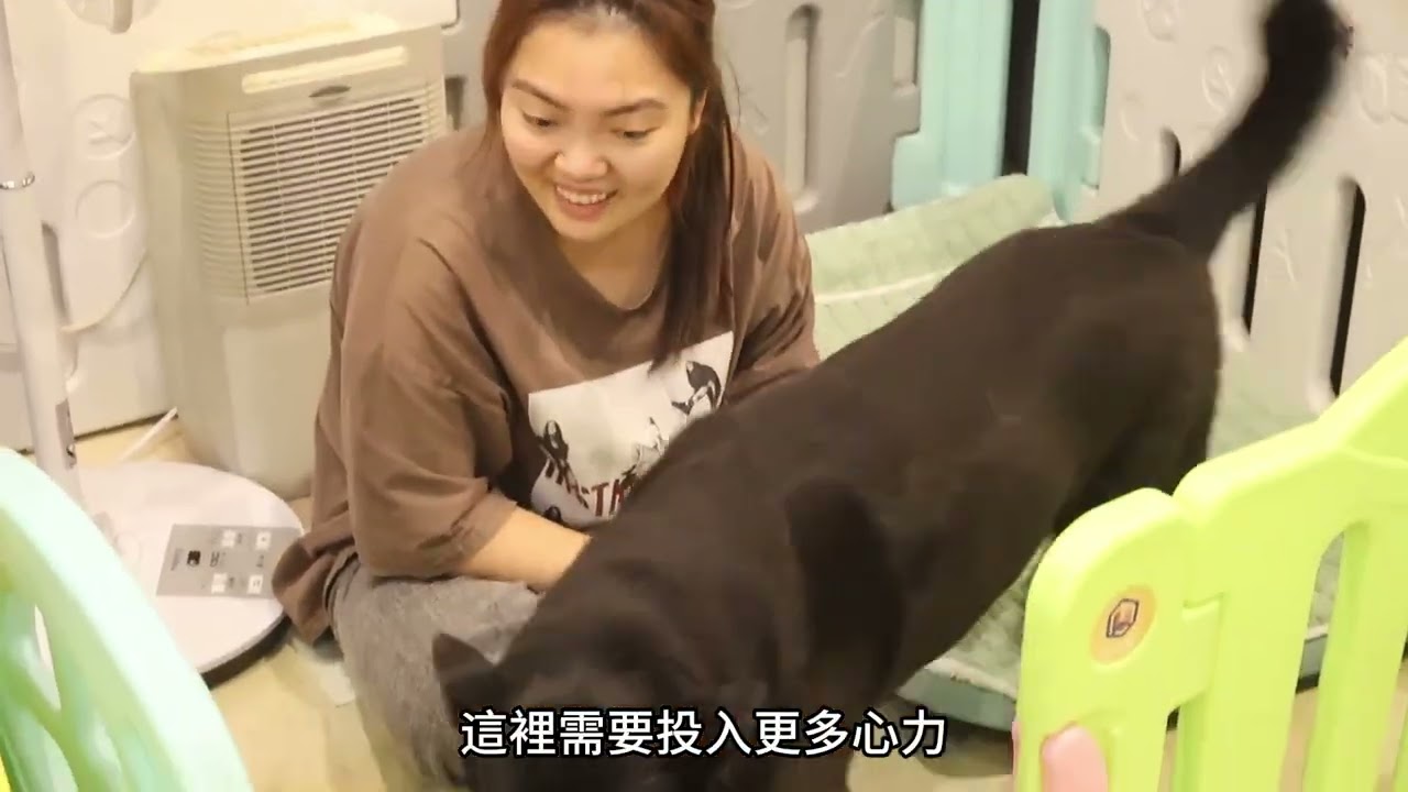 當浪犬年老 「老毛秀秀」做長照、送安養