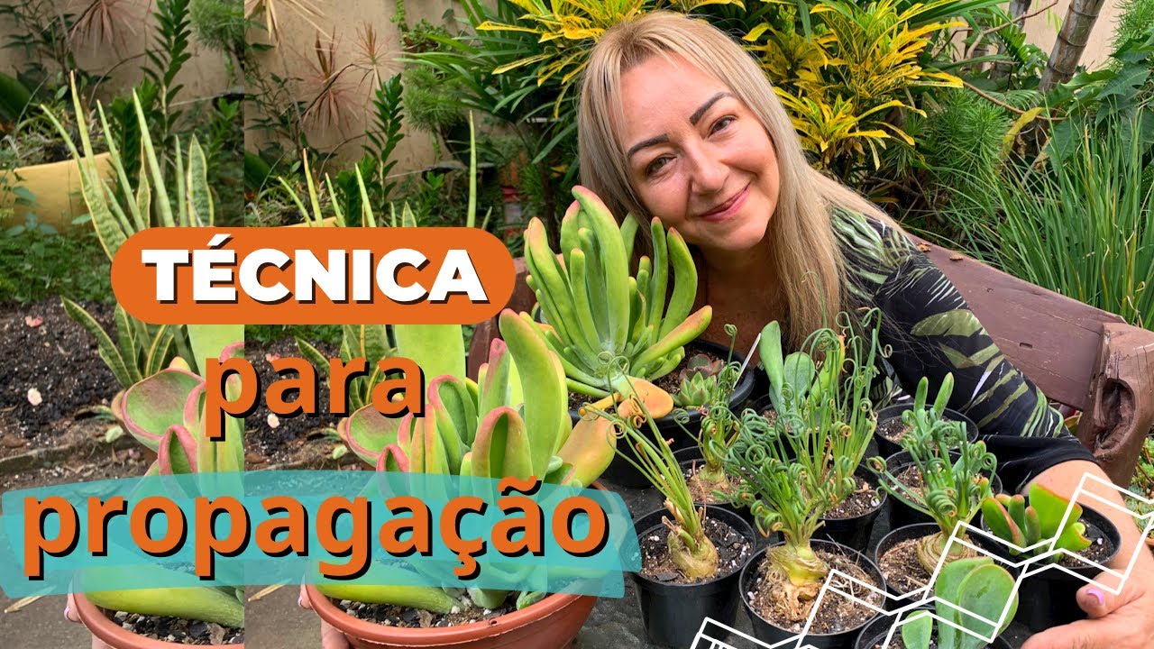 Como fazer mudas de: Albuca spiralis e  Orícula + Poder da Fé | Café com Plantas