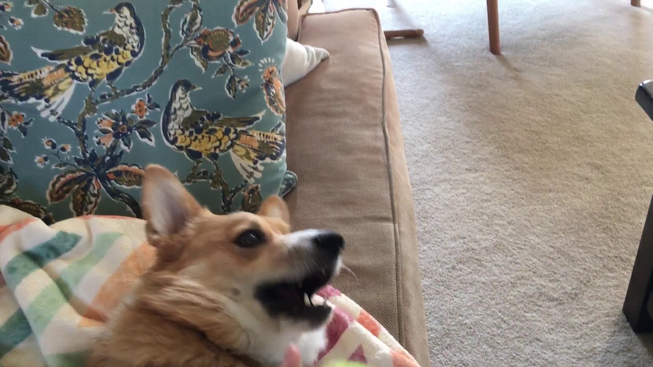 Lazy Corgi Ball Toss