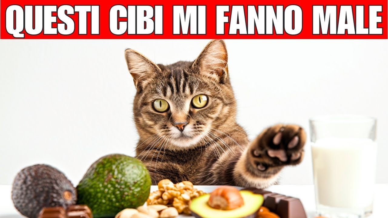 18 alimenti pericolosi e tossici che il tuo gatto non deve MAI mangiare
