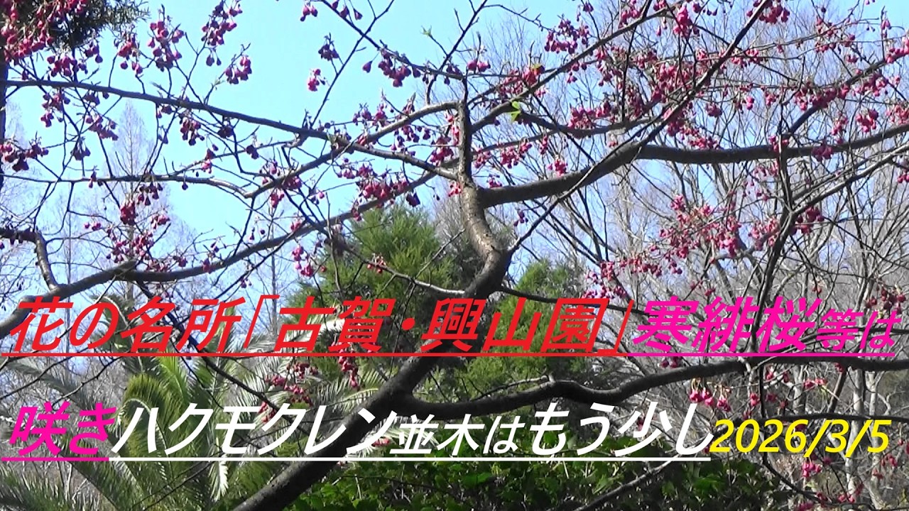 花の名所「古賀・興山園」寒緋桜等は咲きハクモクレン並木はもう少し2026/3/5Koga Kozanen Garden, a famous flower spot: