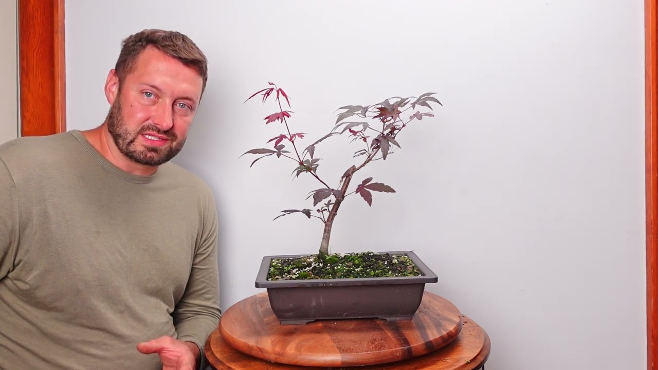 How I fixed my beginner mistakes with my first Japanese Maple bonsai tree!