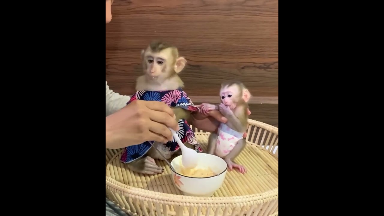 Big Sister Monkey Helps Feed Baby 🐒🥣 | Sweet Family Moment