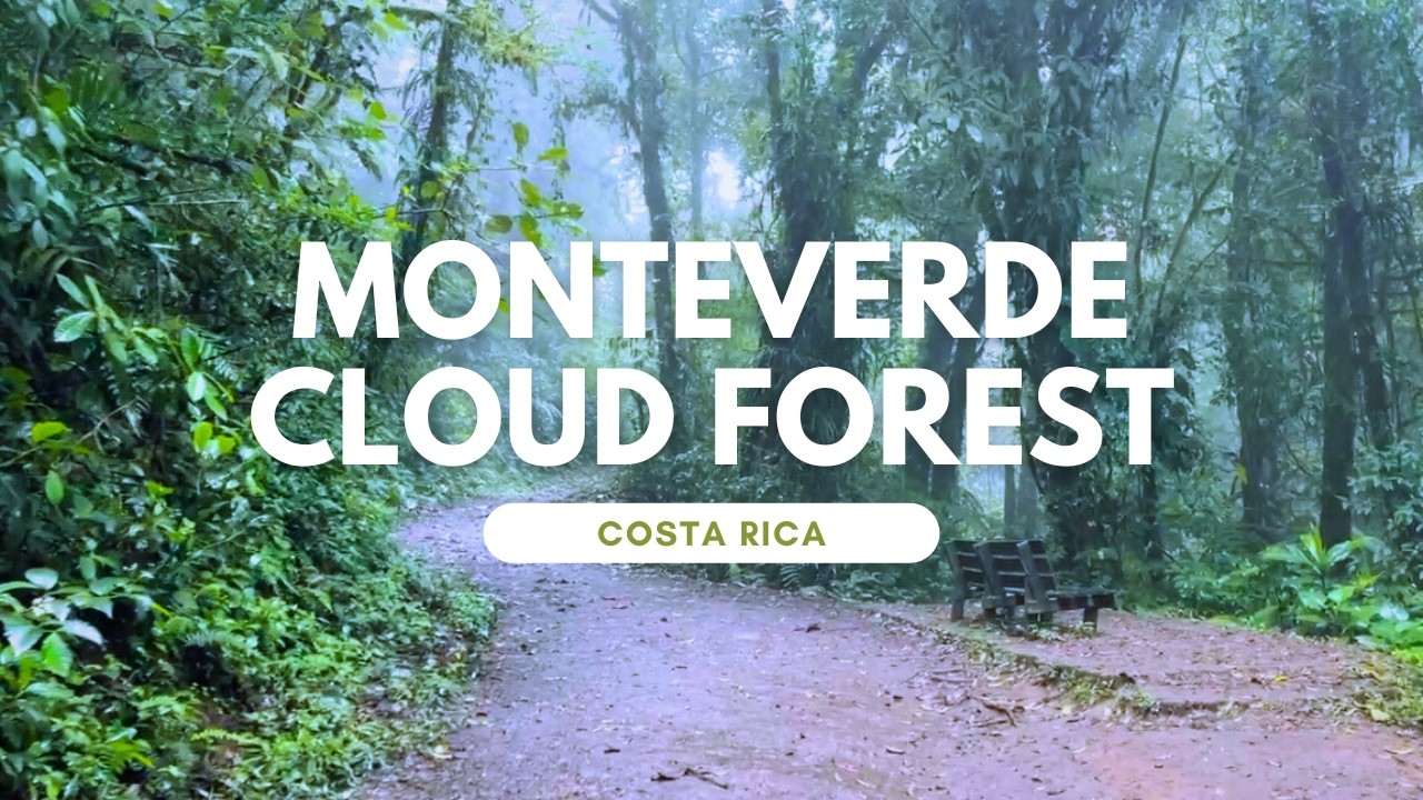 One of the most beautiful forests in the world -  Monteverde Cloud Forest, Costa Rica