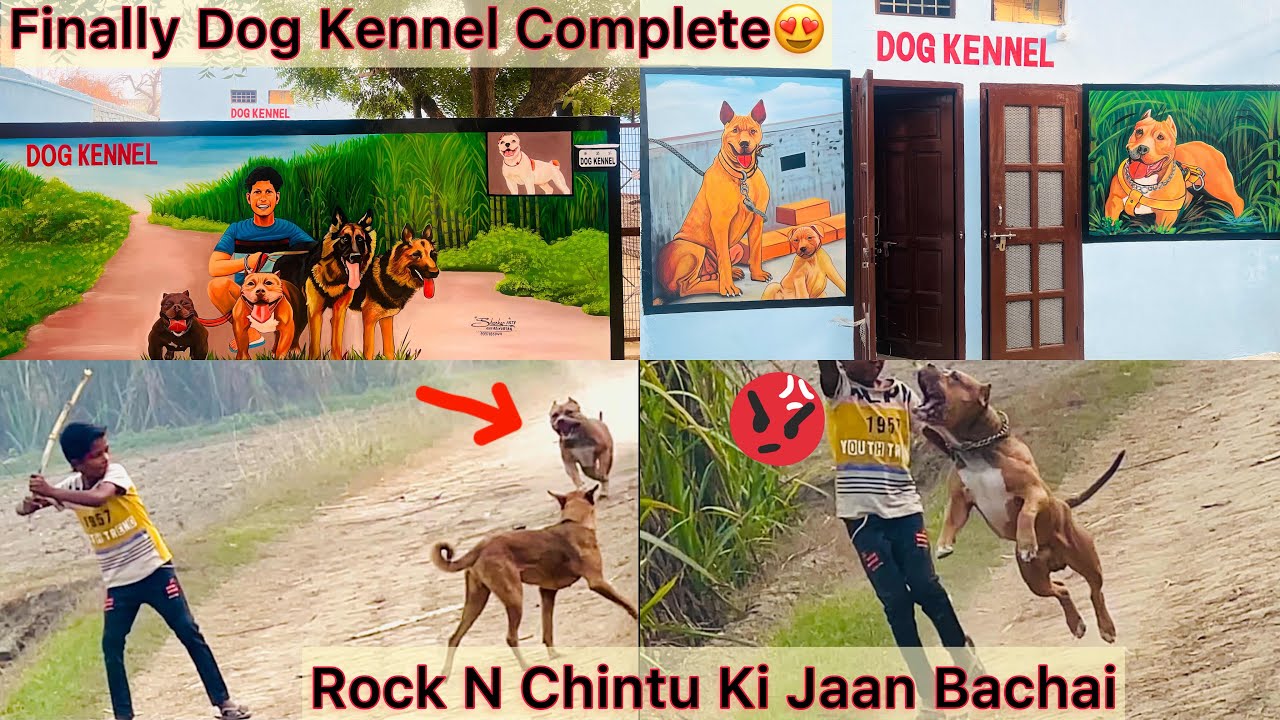 Finally Dog Kennel Complete😍Sb Dogs Ki Painting Ready Hogye🐶|| Rock N Chintu Ki Jaan Bachai😡