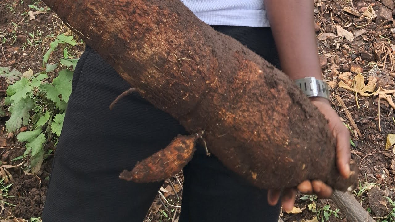 Umujeune  azanye inyishu mu Burundi azanye imivyaro y'imyumbati igiti  kivako100kg ubuhinga akoresha