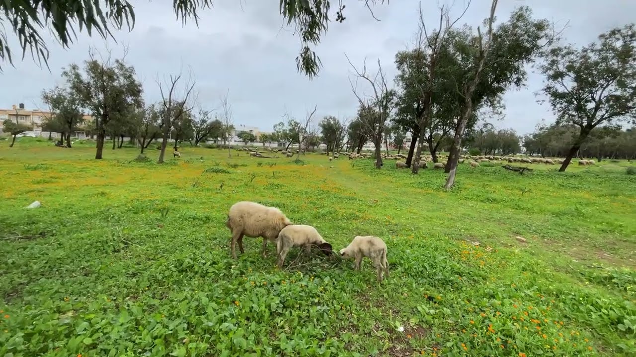نزهة نهاية الأسبوع بغابة خضراء لإستنشاق هواء و الإبتعاد عن الضغوطاليومية. 