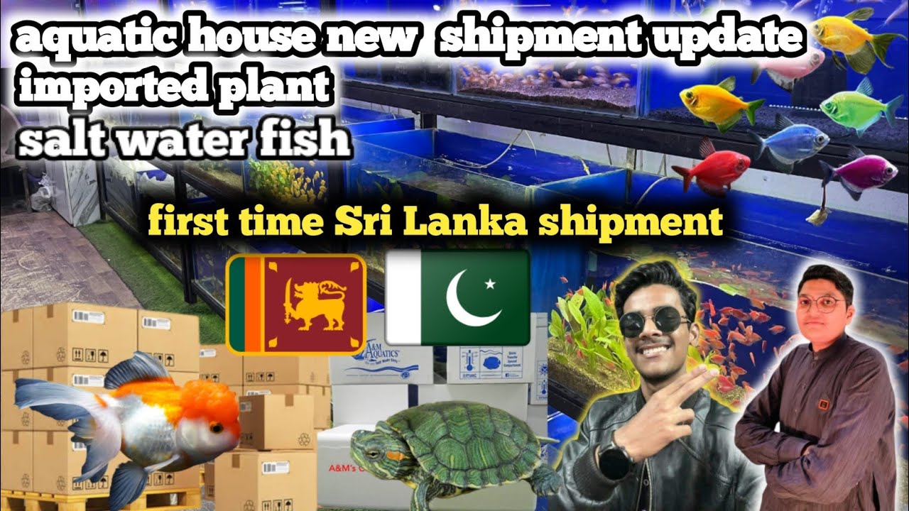 fish aquarium lalukhet || aquatic house par Sri Lanka se shipment hagai 🐌🐠🦐🐢🐟