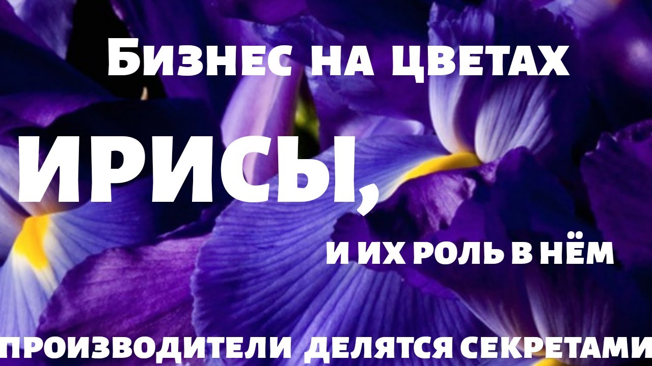 Ирисы зимой. Секреты 100% выгонки