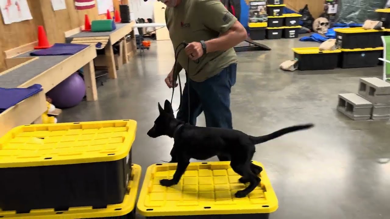 Agility Course Challenge "Zolt" 16 Wk GSD Home Raised Family Personal Protection Dog Training PDS