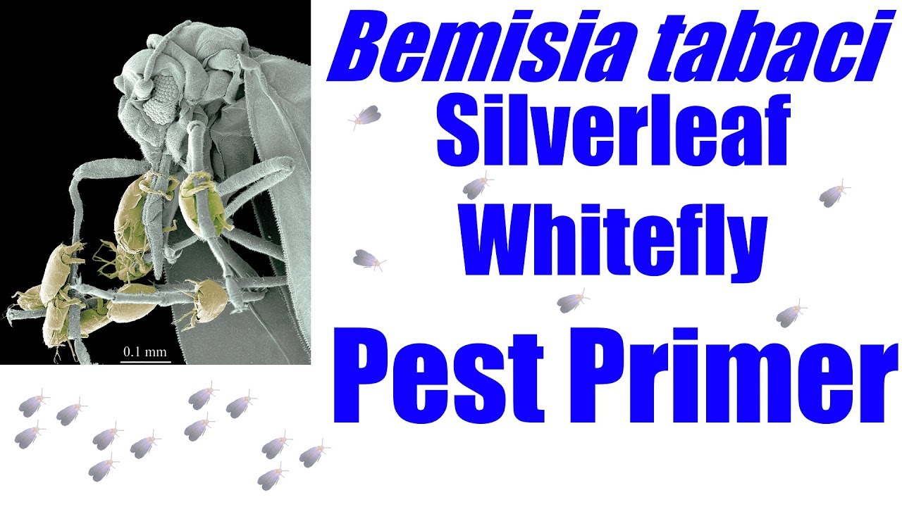 Bemisia tabaci [Silverleaf Whitefly] #PestPrimer