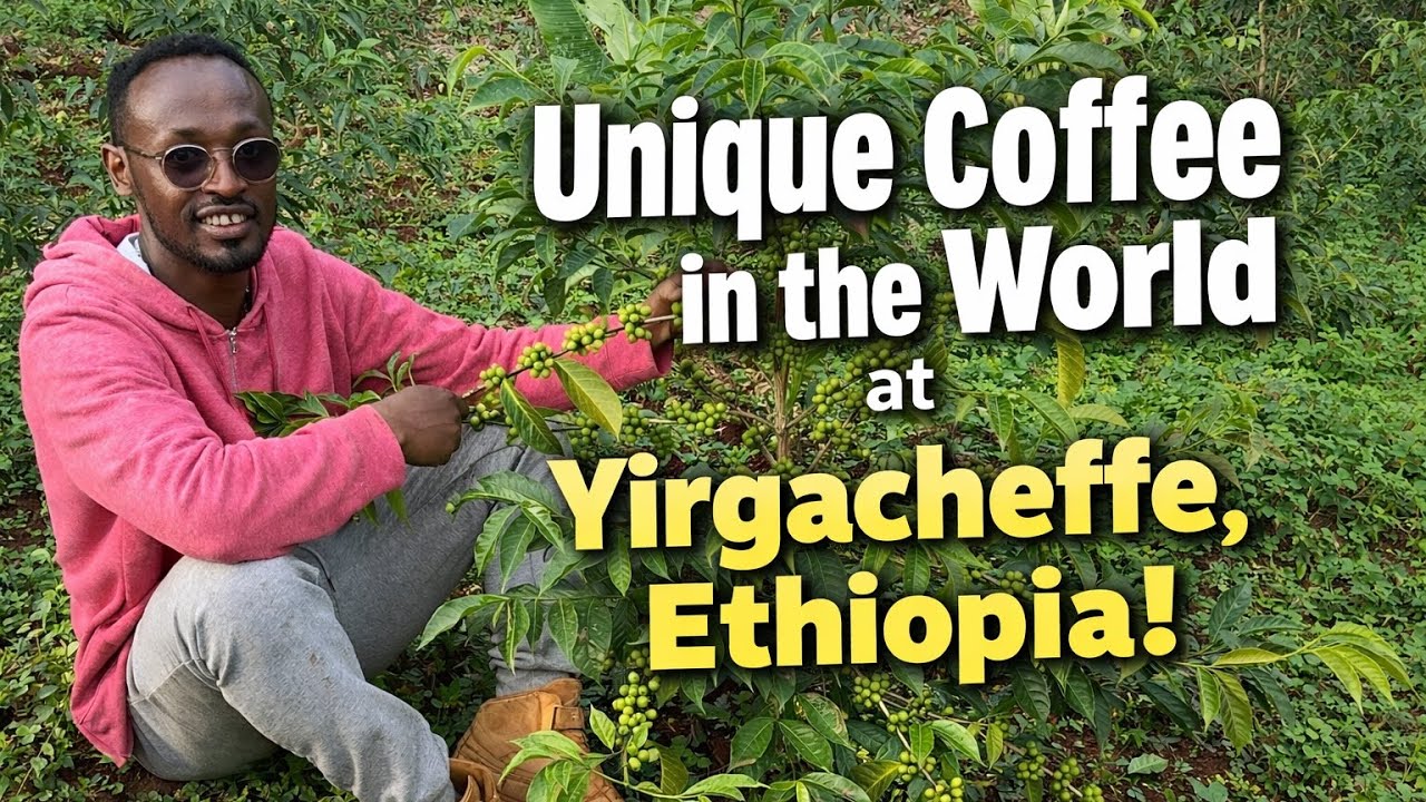 “Why Yirgacheffe Organic Arabica Is Unlike Any Coffee on Earth”?