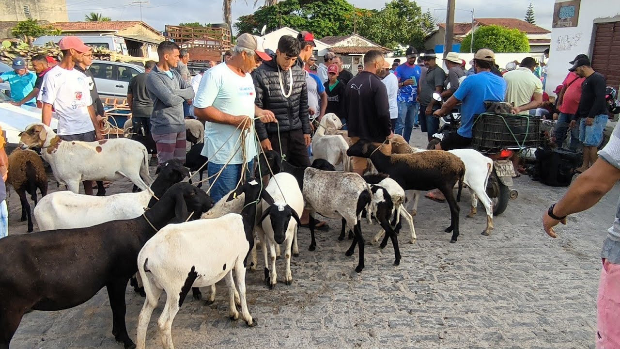 FEIRA DE ANIMAIS DE PUXINANÃ-PB 02/02/2026