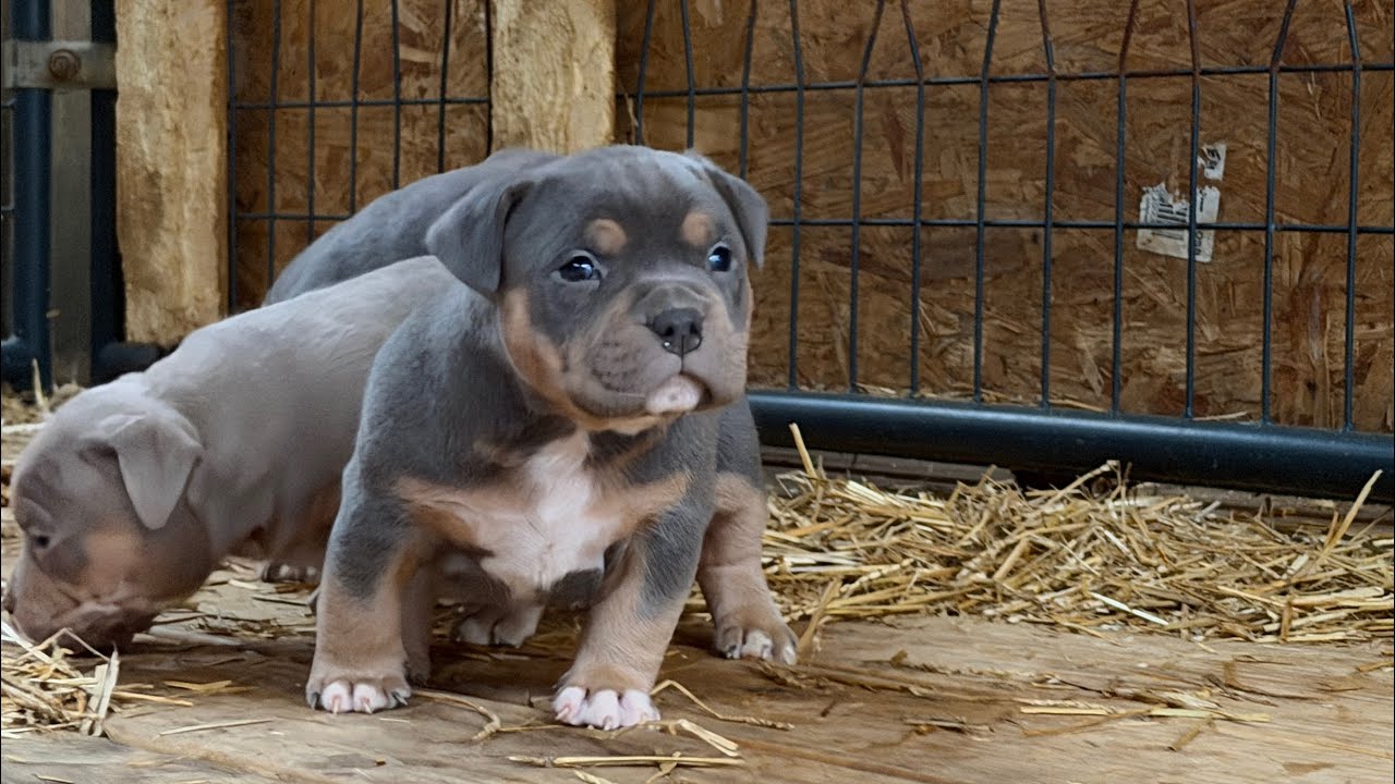 😤 REAL AMERICAN BULLIES! The BEST! 😎
