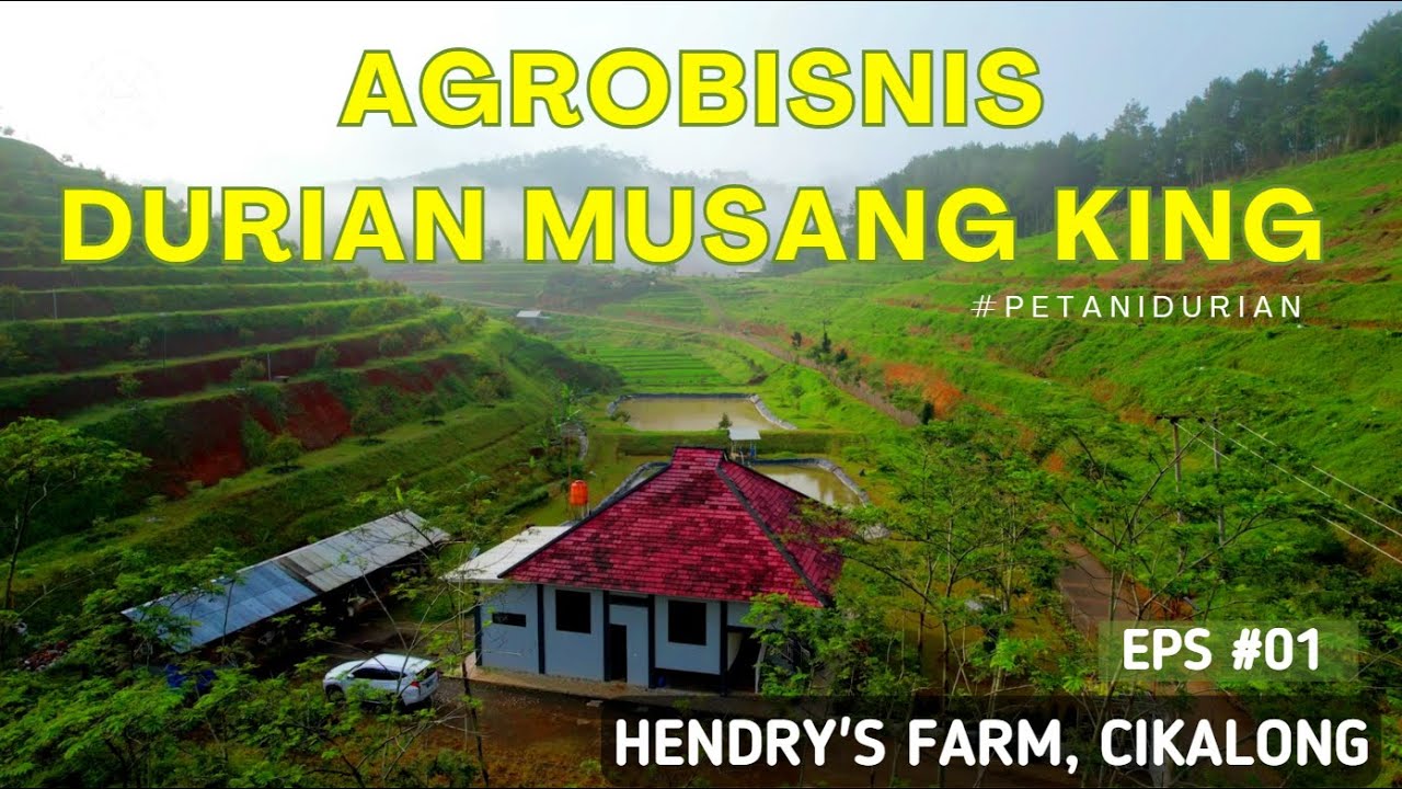 KEBUN DURIAN MUSANG KING | BAWOR | DURI HITAM | AGROBISNIS | PETANI DURIAN