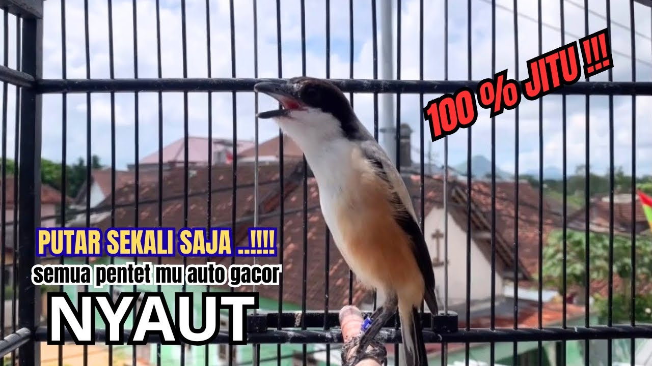 cendet gacor BONGKAR EMOSI paling AMPUH PANCINGAN CENDET AGAR BUNYI bikin BURUNG PENTET GACOR NYAUT