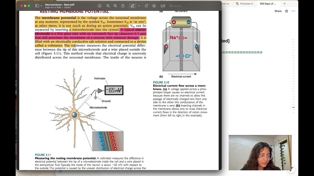 Day 26+27+28: 100 Days of Neuroscience