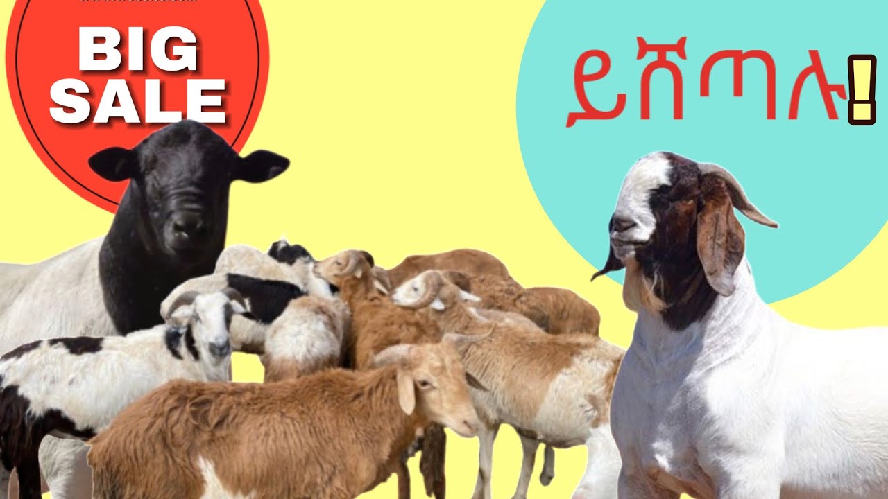 ምን ያዋጣል?|በበግ ማደለብ የሰራነው ስህተት...
