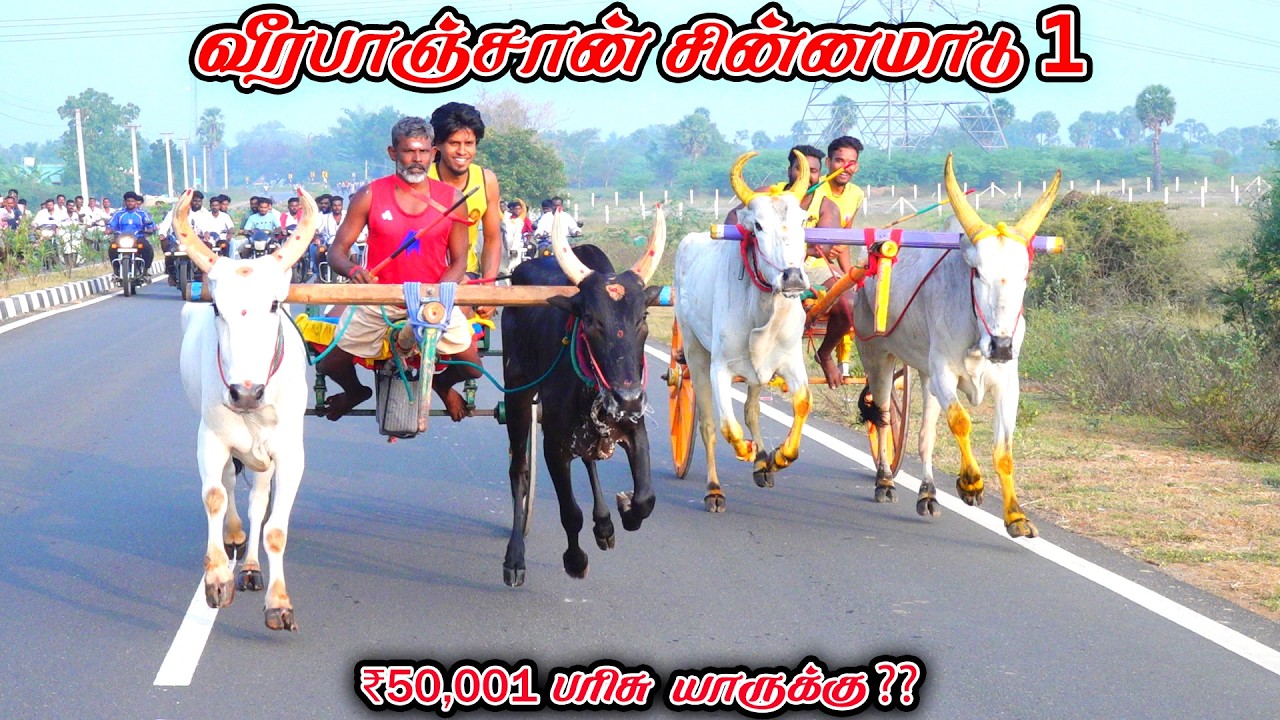 மதுரை மாவட்டம் வீரபாஞ்சான் சின்னமாடு1 50k நேரலை