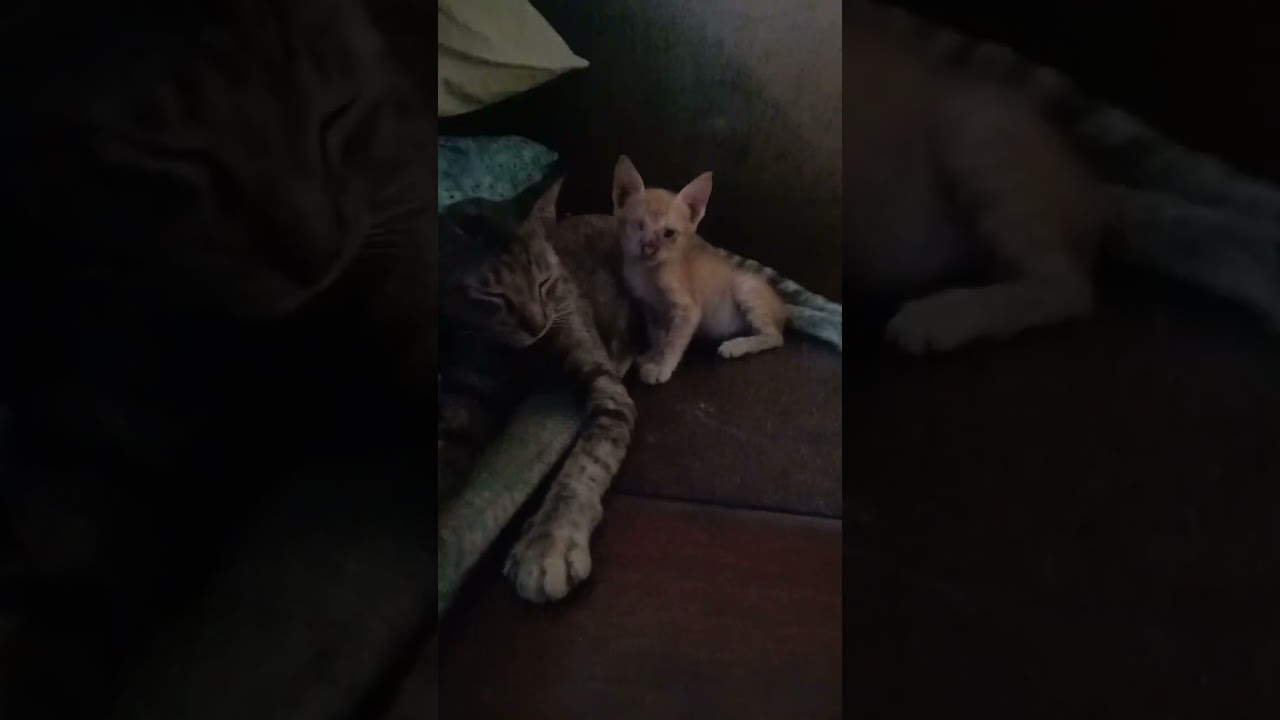 New member,sa mga iring nga amo gipakaon Kay walay mga tag iya looy kaayo