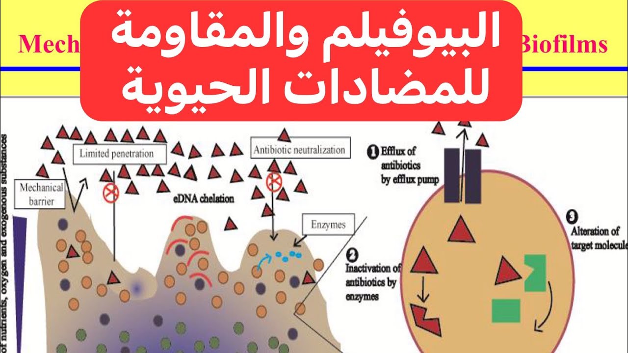بيوفيلم البكتيريا والمقاومة للمضادات الحيوية Biofilm and Antimicrobial Resistance