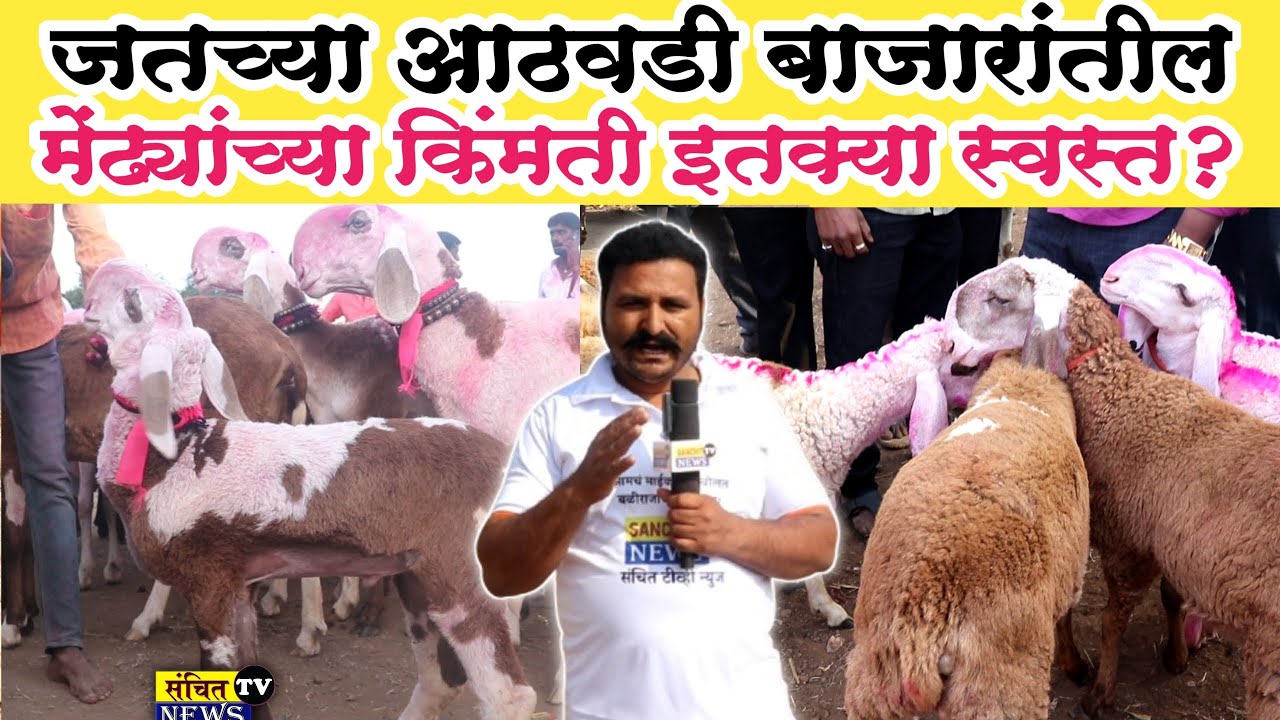 जतच्या बाजारात मेंढ्याच्या किमती इतक्या स्वस्त? जत चा शेळी बाजार Jath Sheli Jazar | jath Goat Market
