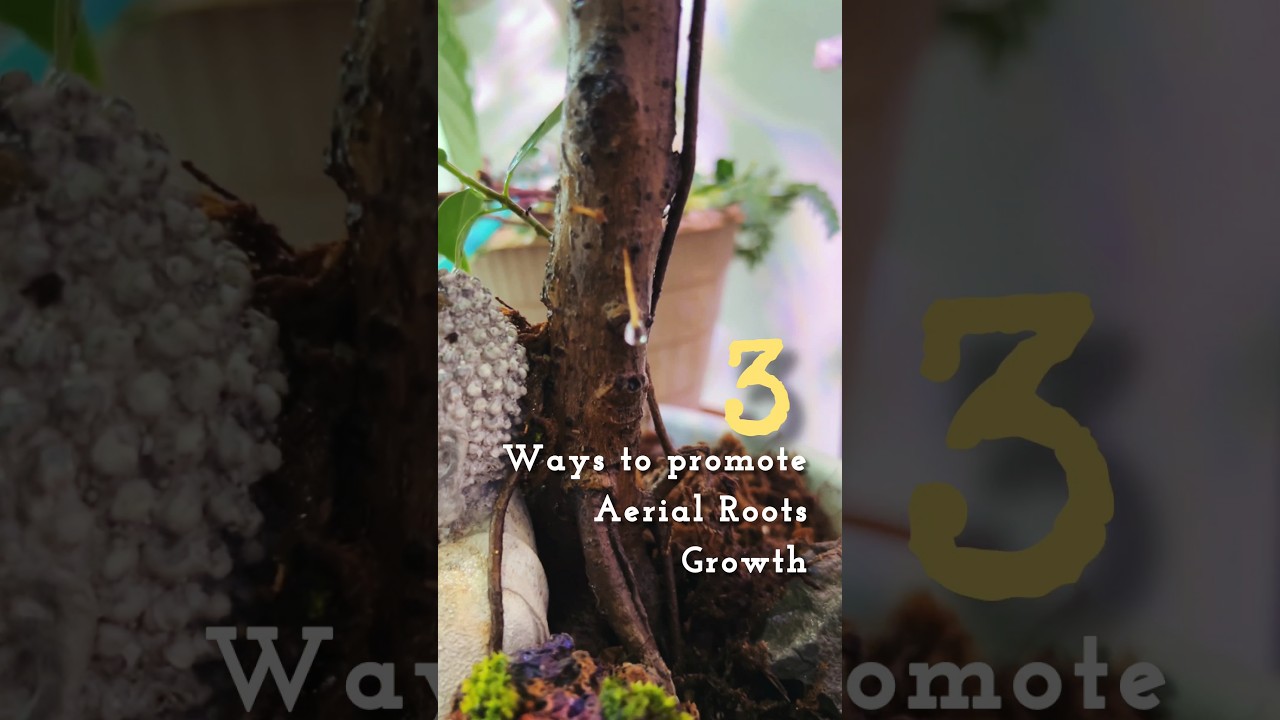 Unstoppable Aerial Roots will Grow! #bonsai #aerialroots #trainingbonsai #gardenhacks #bonsaihacks
