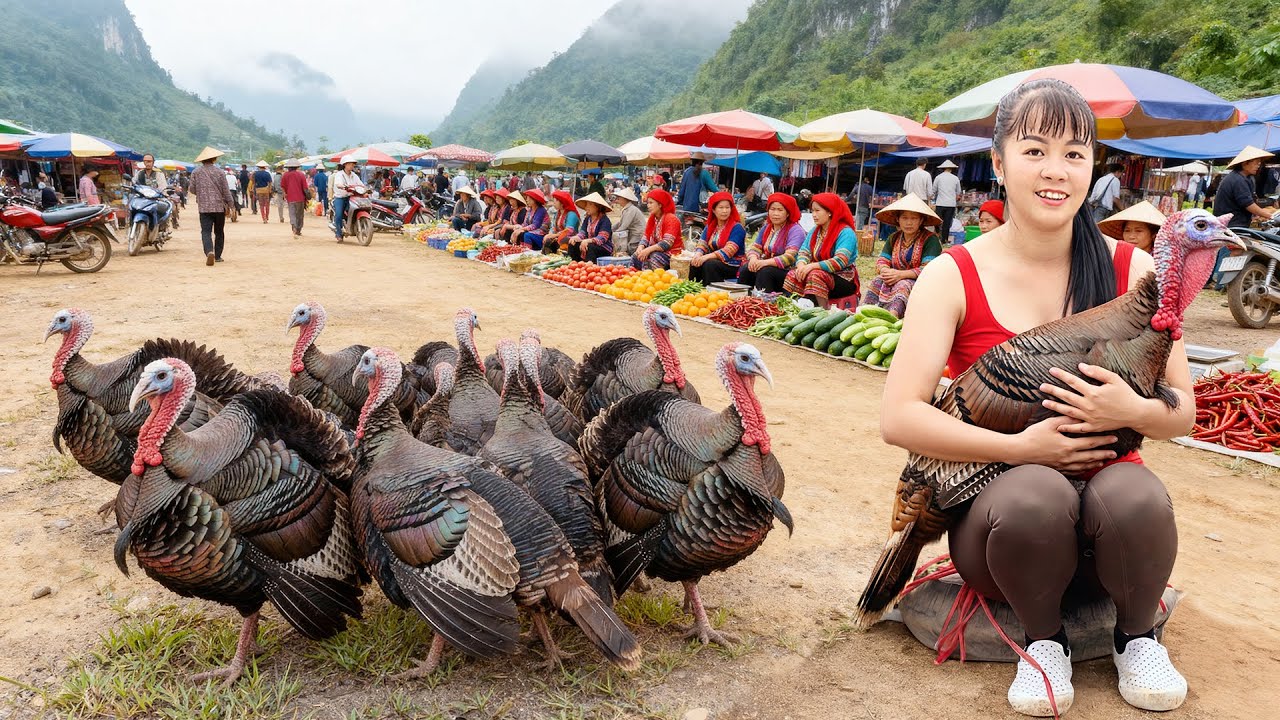 Harvesting Many Turkeys On The Farm, Use 3-Wheeled Truck Transport Big Turkeys Go To Market Sell