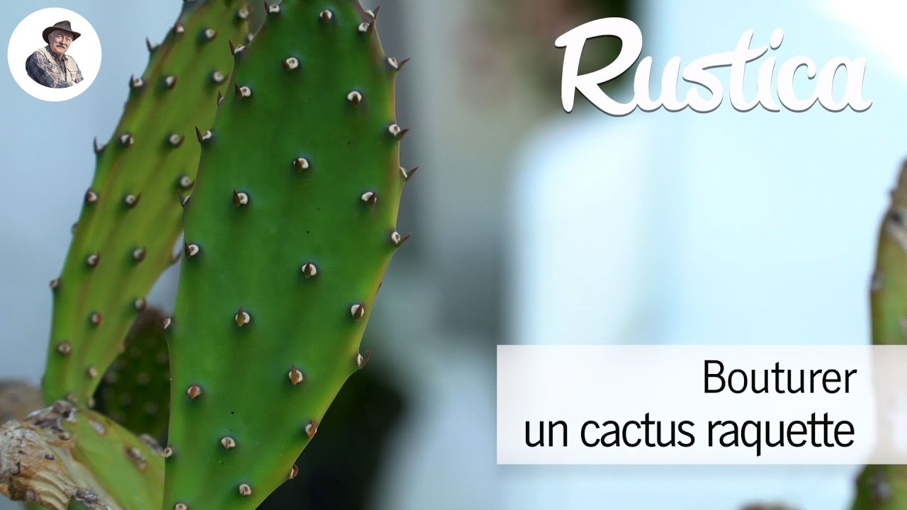 Bouturer un cactus raquette