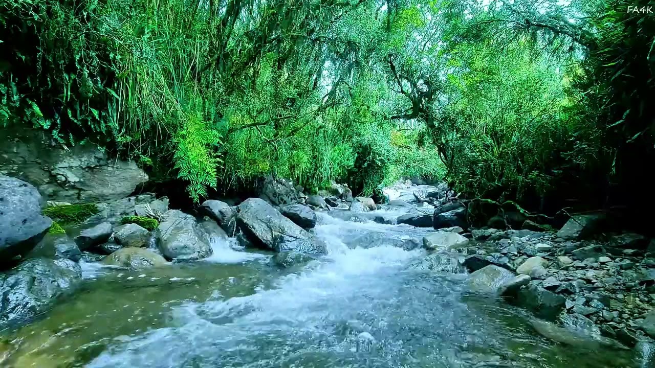 Течение реки с пением птиц 🌲 Умиротворяющая атмосфера для спокойствия и внутреннего умиротворения 🌲