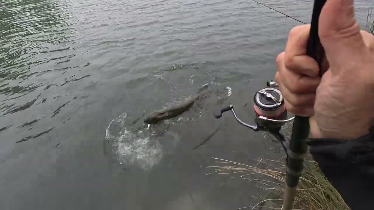 Quand tu fais un gros brochet après 2 lancers à l'ouverture sur un lac très pêché , chanceux ?