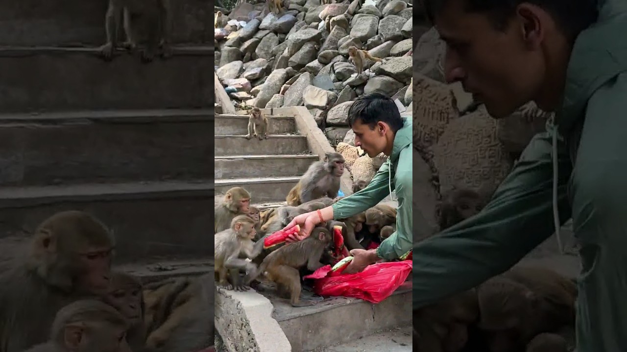 Happy time of monkey #feedinganimal
