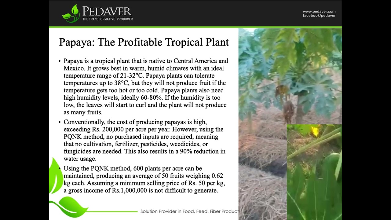 Papaya the most profitable crop on PQNK.