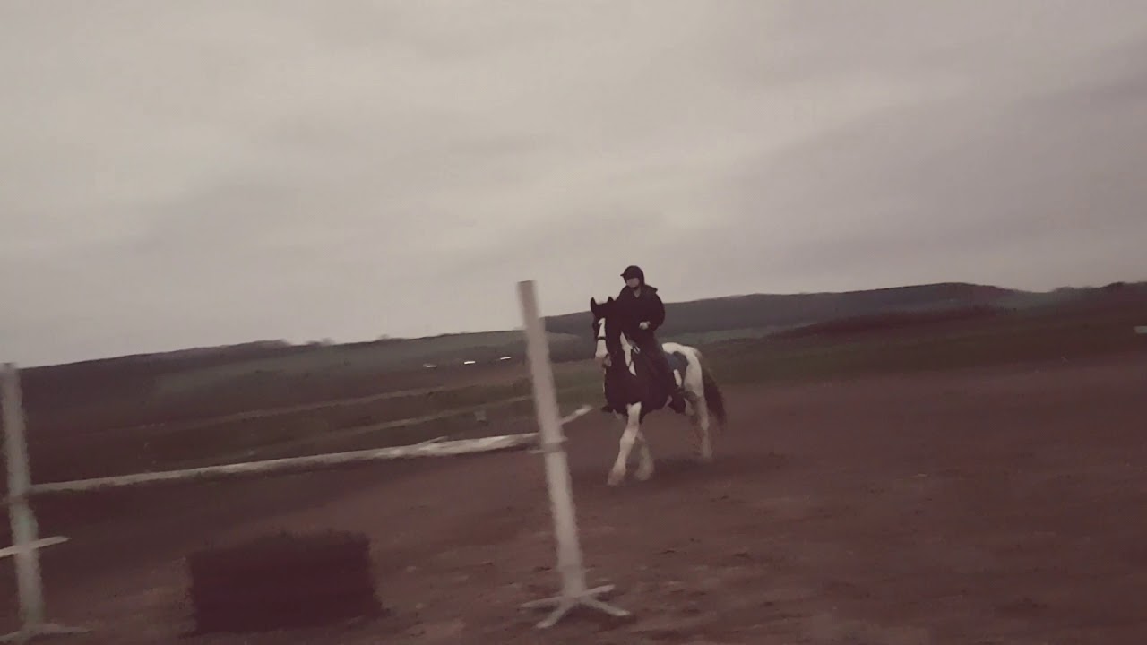 Allsorts 16.2hh 9yo For sale