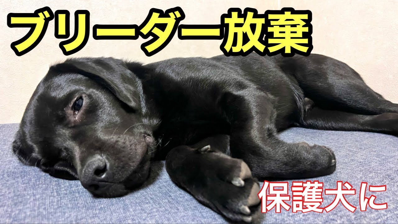 かわいすぎるラブパピが保護されました！おとなしいのは最初だけ？素敵なお家見つけるぞー！#犬