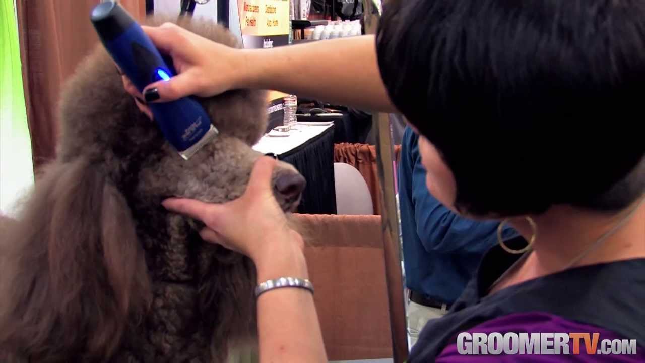 Michell Evans Clippering a Poodle's Face