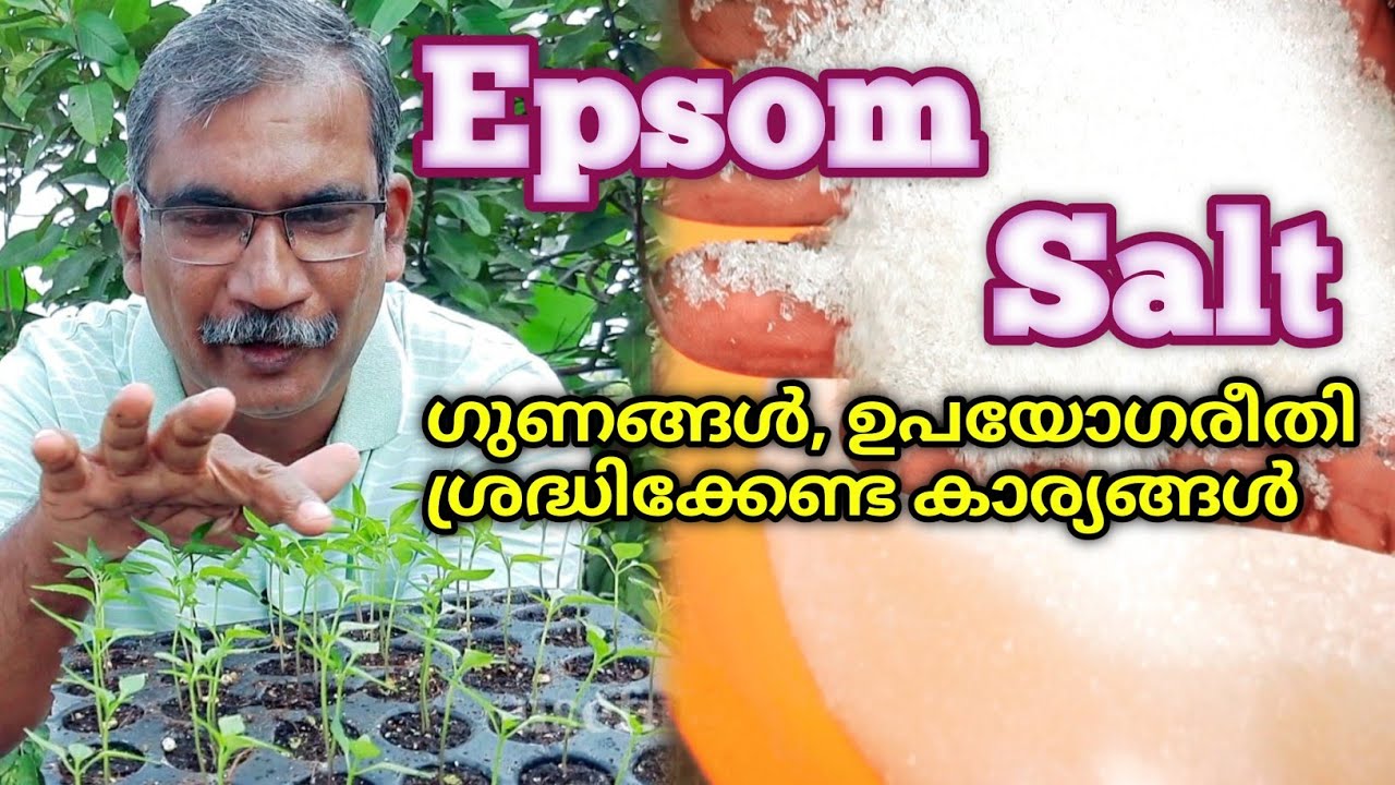 Epsom Salt ഉപയോഗിക്കുമ്പോൾ ശ്രദ്ധിക്കേണ്ട കാര്യങ്ങളും,  ഗുണങ്ങളും | How to use Epsom salt for Plants
