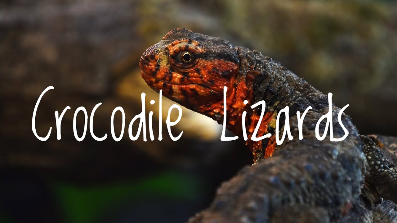 Species Spotlight- Chinese Crocodile Lizards