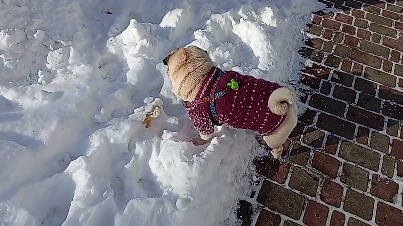 С Фаней на прогулке.