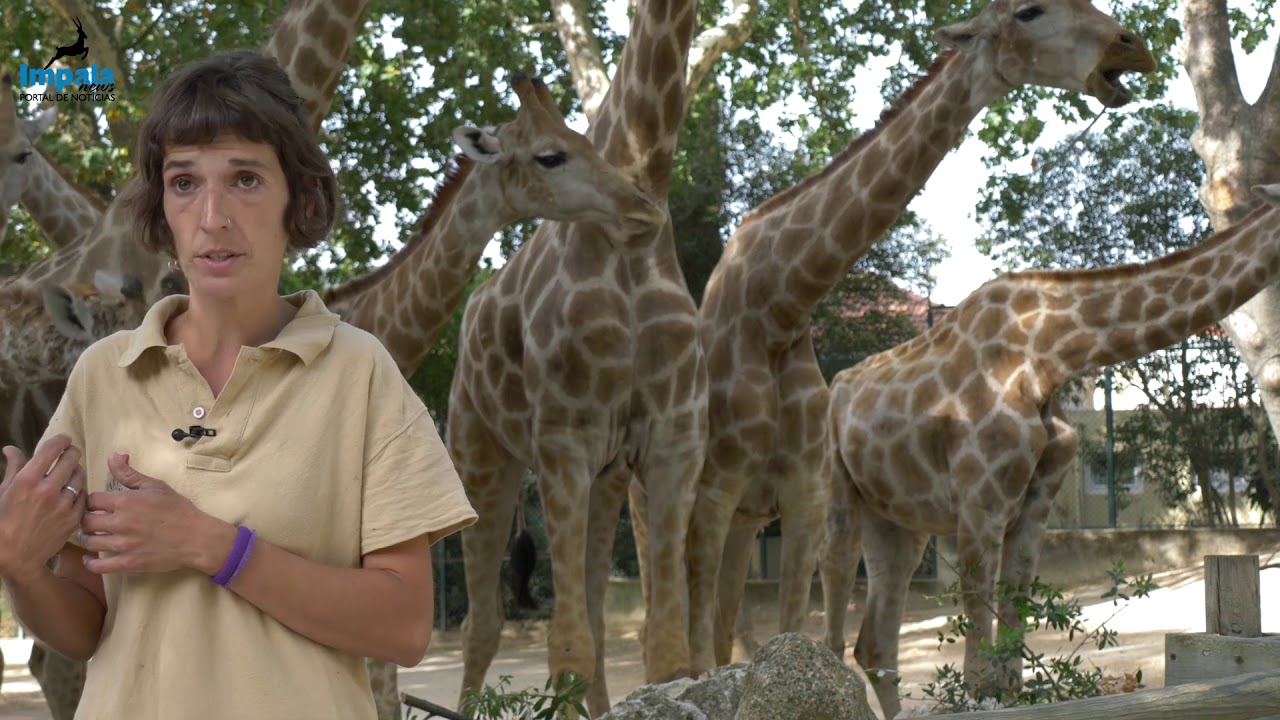 BACKSTAGE - JARDIM ZOOLÓGICO DE LISBOA